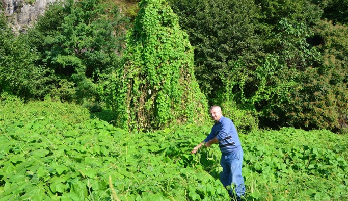 Doğu Karadeniz için önemli uyarı: Bu bitkiye dikkat...
