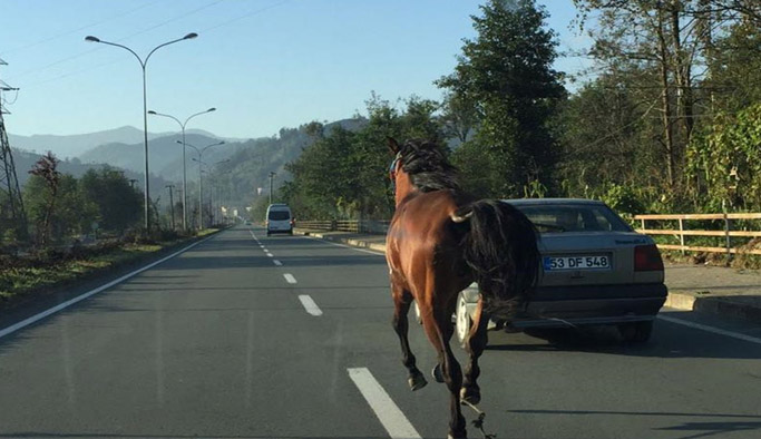 Rize'de at yola çıkınca...