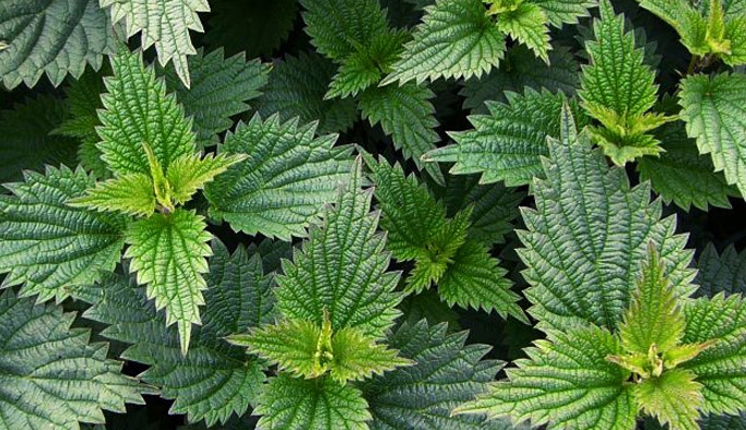 Karadeniz'de ısırgan otu ekonomiye kazandırılacak