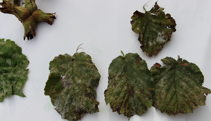 Fındık sektörü küllenme için Trabzon'da toplanacak