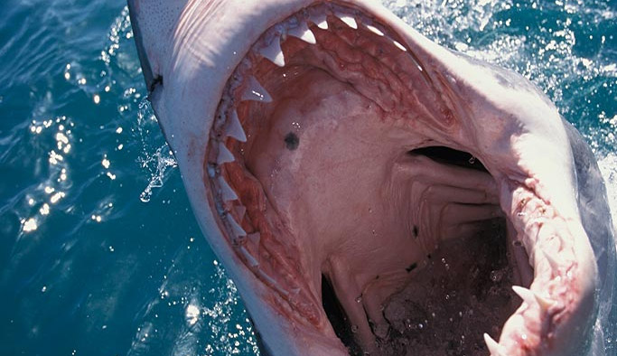 Köpek balığı sörfçüye saldırdı!