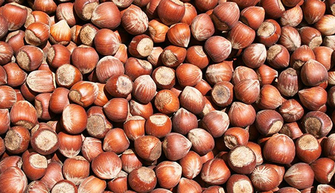 Fındık fiyatları yine düşüşte! Fındık fiyatı ne kadar?