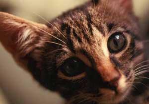 Minik Köpekten Korkan Kedi