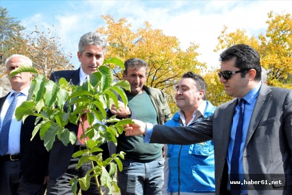 Gümüşhane’ye 50 bin ceviz fidanı dikilecek
