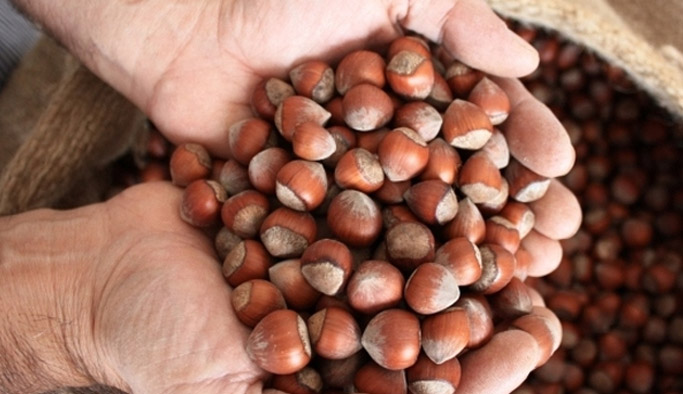 Fındık fiyatları bugün ne kadar? Güncel fındık fiyatı 12.10.2016