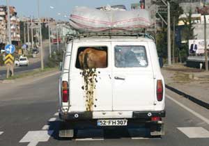Bu inek görenleri şaşırtıyor!