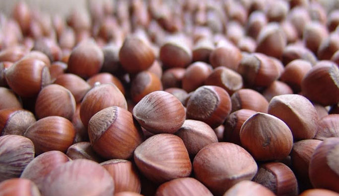 Trabzon'da fındık dip yaptı!