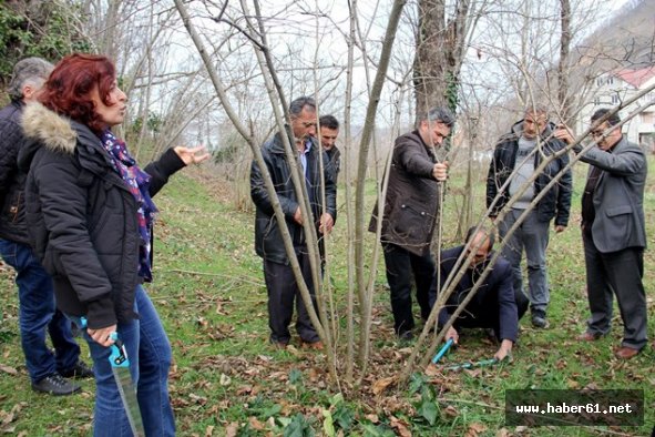 Fındık için budama uyarısı