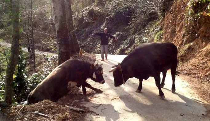 Birşey olmaz dedi boğa yoldan aşağı uçtu!
