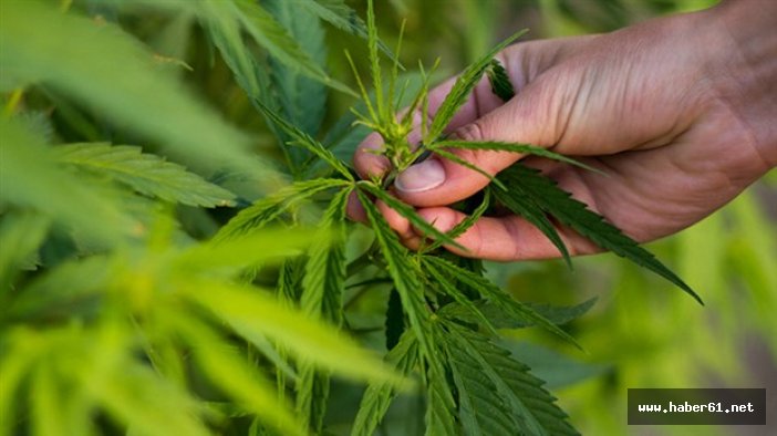 Türkiye'de Kenevir üretimine izin verildi