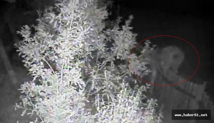 Boz ayılar bakın bahçelere ne yaptı!