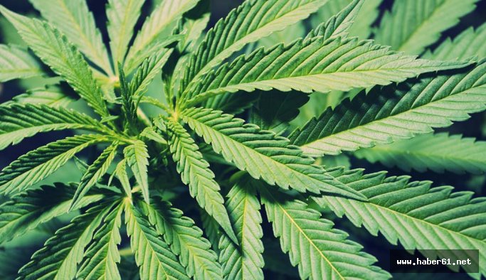 Kenevir üretimine dikkat!