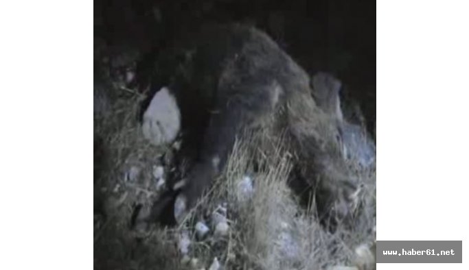 Domuza çarpan otomobil alev aldı!