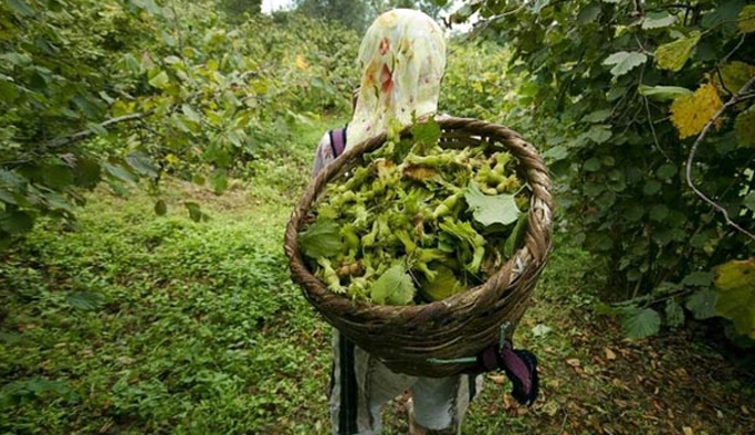 Fındık için sonbahar uyarısı