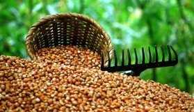 İtalyanlar fındığımızı sabote ediyor!