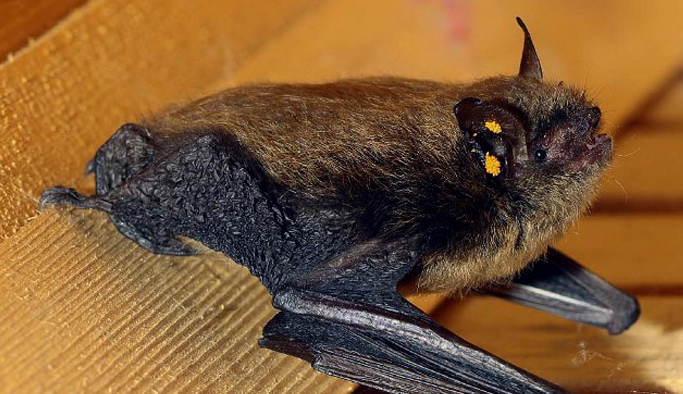 Rize'de sakallı yarasalar için çalışma başlatıldı