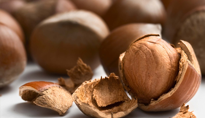 Fındık maliyetini kurtarmanın peşinde