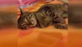 İnsanlık dışı olay! Kediye tecavüzlü işkence!