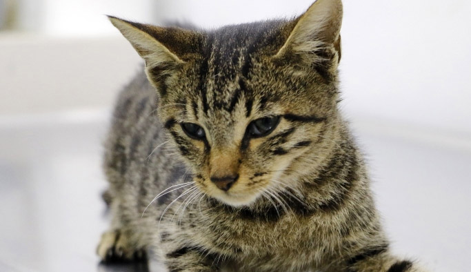 İğrenç saldırıya maruz kalan o kedi öldü!