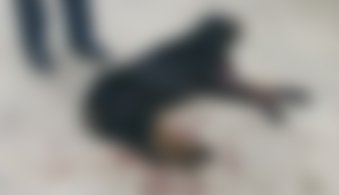 Rize'de bir tuhaf olay! Köpek kavgasını ayırmak isterken 2 kişiyi yaraladı