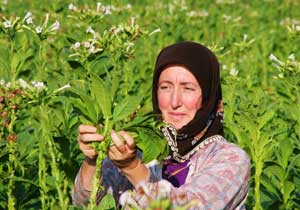 Trabzon'da tütün kurası!