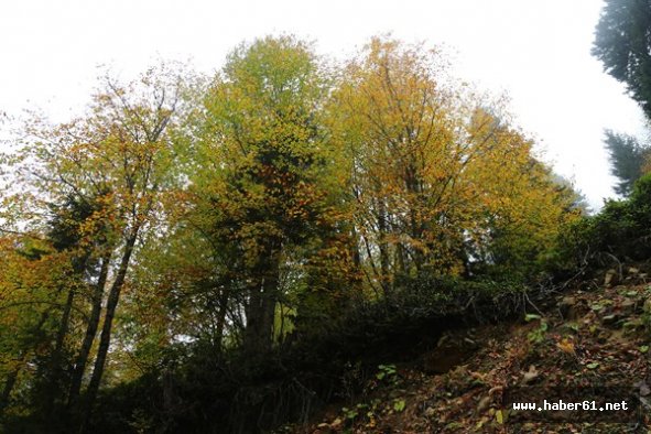 Sonbaharın renkleri Karadeniz'de bir başka güzel