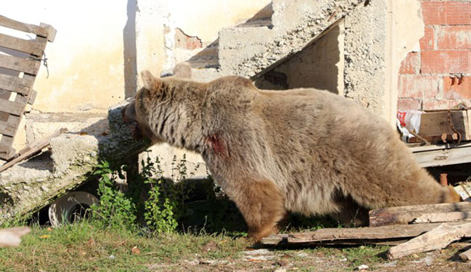 Gümüşhane gündüz vakti köye ayı indi