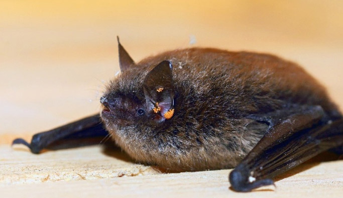 Rize'de bulundu bakanlık harekete geçti