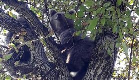 Artvin'de ayı kurtarma operasyonu