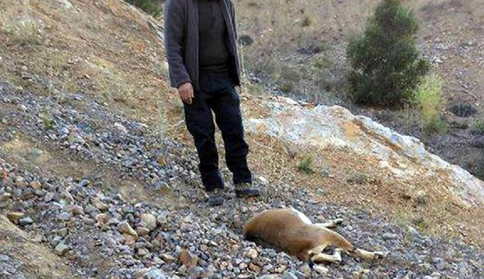 Dağ keçisi avı 18 Bin TL'ye patladı!
