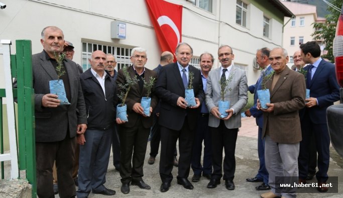 Vatandaşlara ücretsiz zeytin fidanı