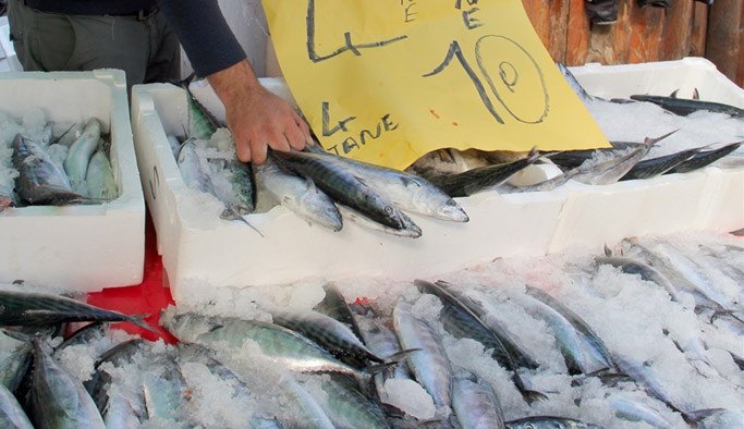 Giresun'da palamut fiyatları düştü