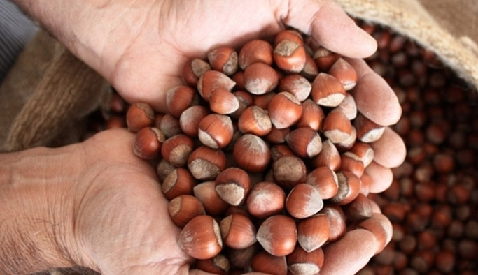 Fındık fiyatları ne kadar? Fındık fiyatı güncel rakamları