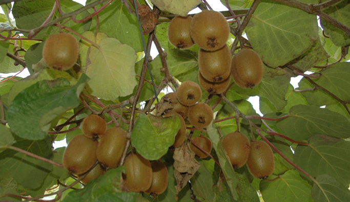 Rize'de kivi hasadı için önemli uyarı