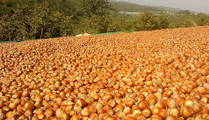 Fındık fiyatları kaç TL oldu? Fındık fiyatı bu hafta ne durumda?