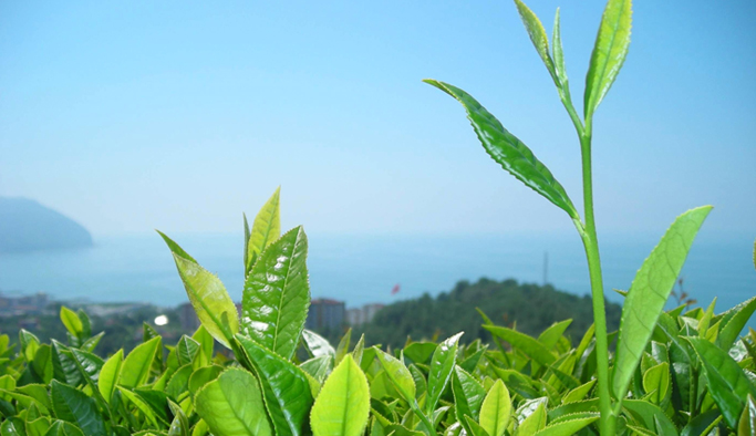 Çay ödemeleri başladı
