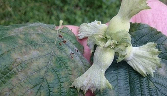 Trabzon'daki fındık çalıştayı sona erdi