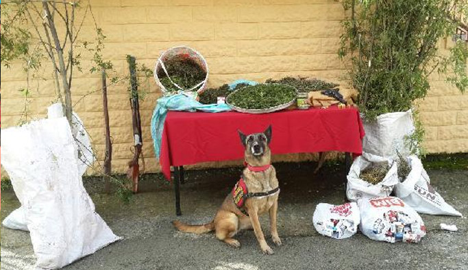 Rize'de esrar baskını