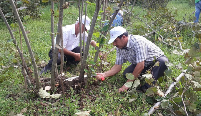Giresun'da Fındıkta Budama verildi