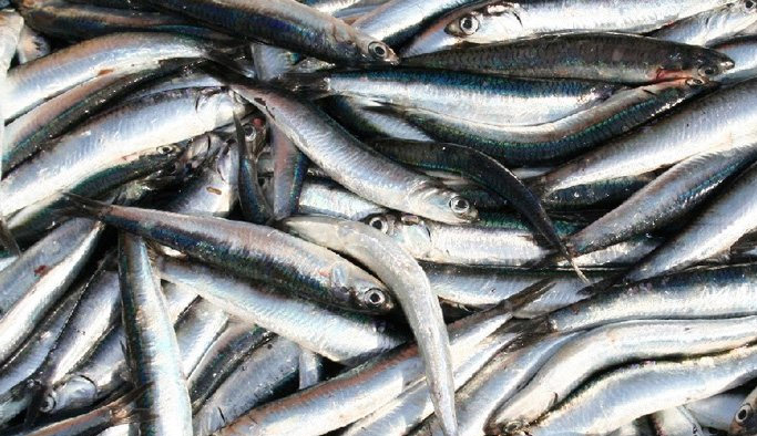 Giresun'da hamsi fiyatları düştü