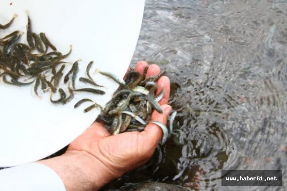 Artvin'de derelere 865 bin alabalık bırakıldı