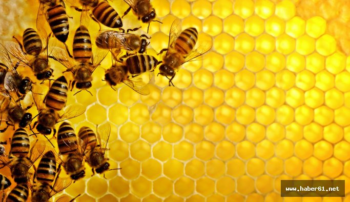 Bal rekoltesi düştü