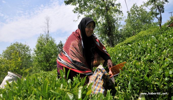 Çaykur üretici ödemelerini tamamladı