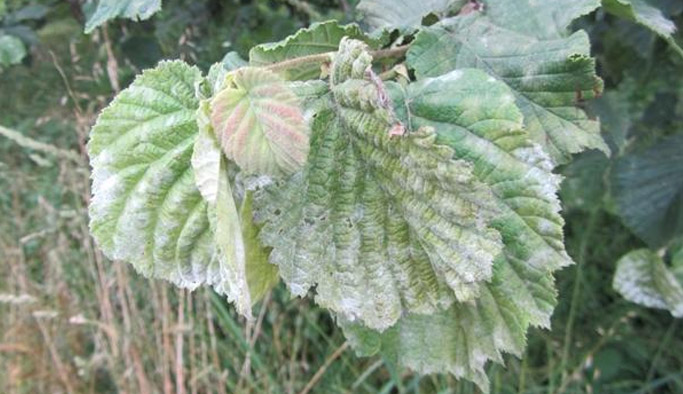 Fındıkta hastalık korkusu!