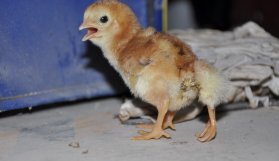 4 ayaklı civciv görenleri şaşırttı