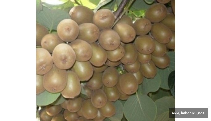 Kivi meyvesinin hasat tarihi açıklandı