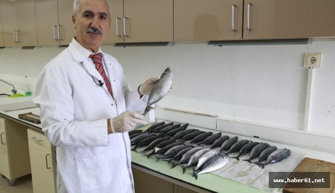 Palamut'a veda zamanı