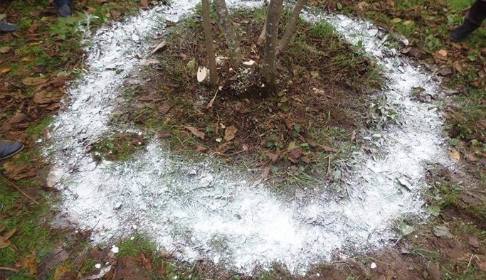 Fındık bahçelerinde kireçleme dönemi