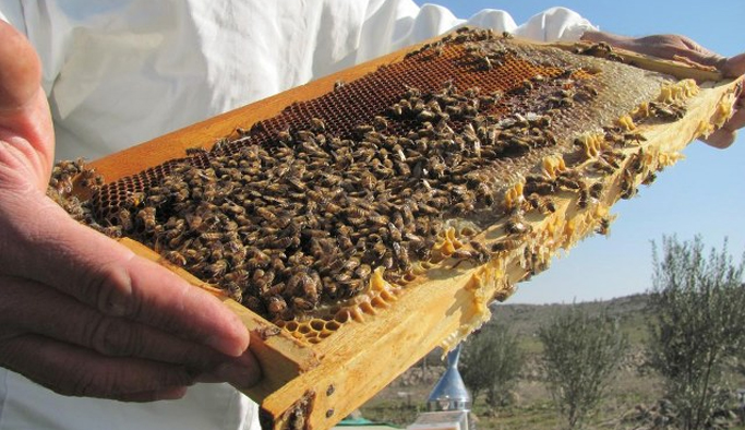 Gümüşhane'de bal üretimi düştü