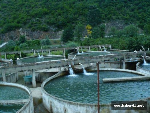 HES'lerden kültür balıkçılığına vurgun